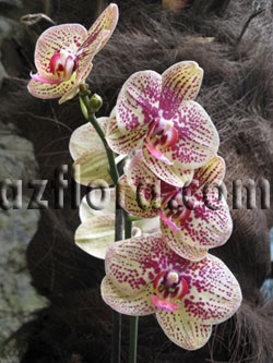 Phalaenopsis la domiciliu - îngrijire, reproducere, cerințe de bază