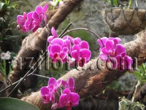 Phalaenopsis la domiciliu - îngrijire, reproducere, cerințe de bază