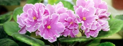 Violet - descriere, reproducere, îngrijire, plantare, fotografie, aplicație grădină, soiuri și specii