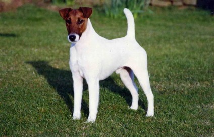 Fox Terrier (fox terrier) - terieri mari și medii - forum de rase de câini de câini