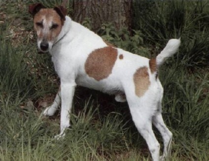 Fox Terrier (fox terrier) - terieri mari și medii - forum de rase de câini de câini