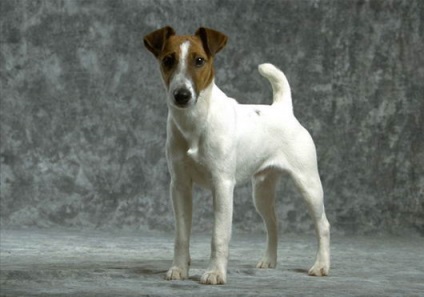 Fox terrier (fox terrier) - nagy és közepes terrierek - fórum a kutyák agár fajták