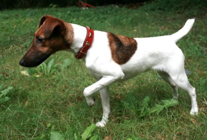 Fox Terrier (fox terrier) - terieri mari și medii - forum de rase de câini de câini