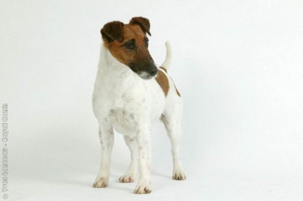 Fox Terrier (fox terrier) - terieri mari și medii - forum de rase de câini de câini