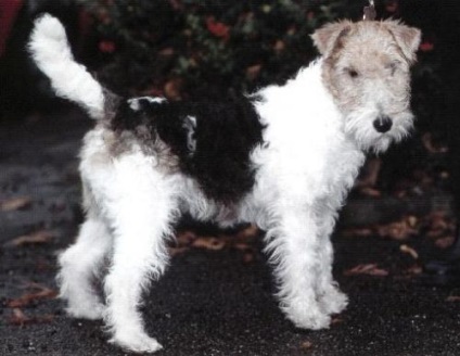 Fox Terrier (fox terrier) - terieri mari și medii - forum de rase de câini de câini