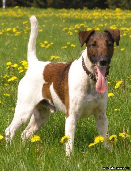 Fox Terrier (fox terrier) - terieri mari și medii - forum de rase de câini de câini