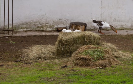 Poziția vieții clare a fotografiilor