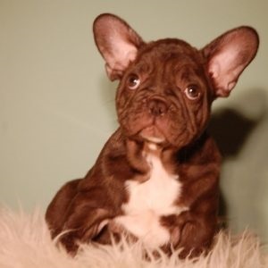 Franceză bulldog negru, albastru, culori, alb, fawn, brindle, fotografie, gri, rosu,