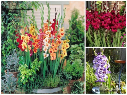 Grădinărit, cum să plantezi și să crești gladioli în grădină