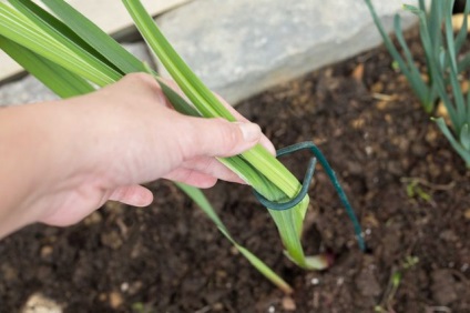 Grădinărit, cum să plantezi și să crești gladioli în grădină