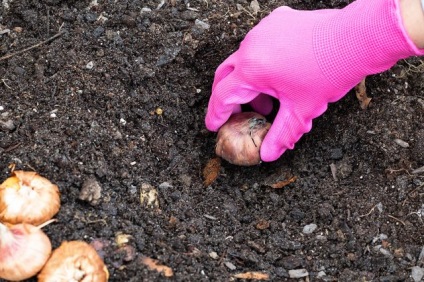 Grădinărit, cum să plantezi și să crești gladioli în grădină