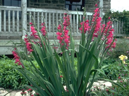 Grădinărit, cum să plantezi și să crești gladioli în grădină