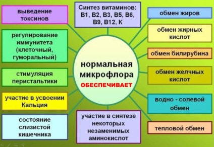 Hol találhat meg bennünket a bélben elengedhetetlen probiotikumokat