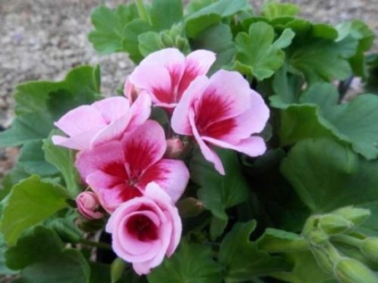 Geranium infloreste în iunie - de la semănat până la înflorire, cultivarea de pelargonium din semințe