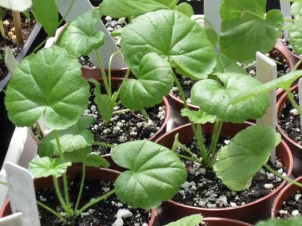 Geranium infloreste în iunie - de la semănat până la înflorire, cultivarea de pelargonium din semințe