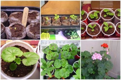 Geranium infloreste în iunie - de la semănat până la înflorire, cultivarea de pelargonium din semințe