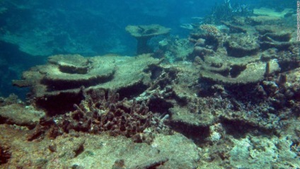 Moartea unui mare recif barieră este inevitabilă 50% din ecosistemul viu nu mai poate fi salvat