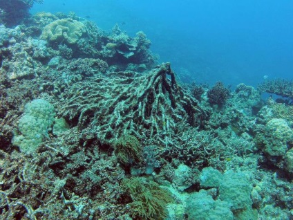 Moartea unui mare recif barieră este inevitabilă 50% din ecosistemul viu nu mai poate fi salvat