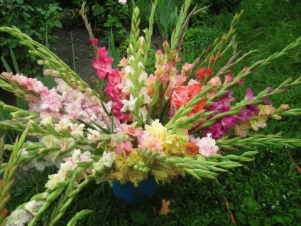 Gladiolus - plantare și îngrijire, gladioli în creștere în grădină, săpătură și depozitarea gladioli,