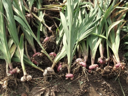 Gladiolus - plantare și îngrijire, gladioli în creștere în grădină, săpătură și depozitarea gladioli,