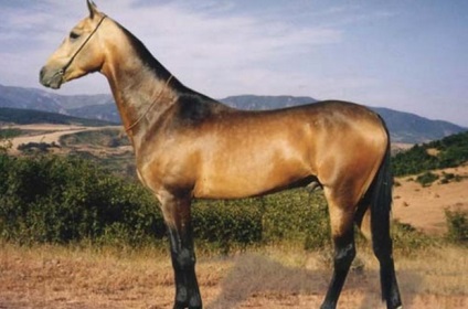 Reproducerea descrierii calului și varietate de costum, fotografie