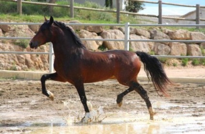 Reproducerea descrierilor culorilor calului - site despre cai