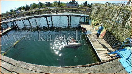 Blue и казашки Bay делфин