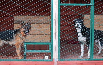 Hotel pentru animale de companie centerdog în cartierul Gatchina