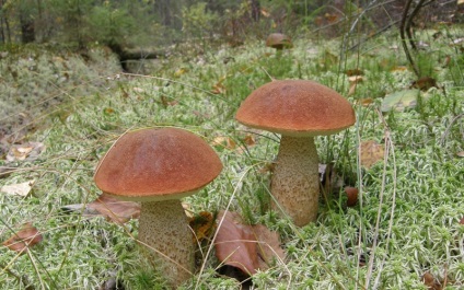 Ciuperci și fructe de pădure în Karelia