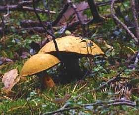 Ciuperci din Karelia - specie, descriere, călătorie prin Karelia