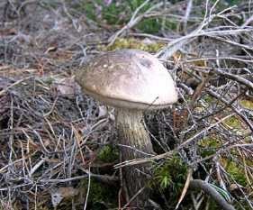 Ciuperci din Karelia - specie, descriere, călătorie prin Karelia