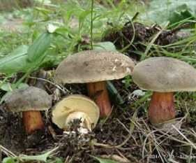 Ciuperci din Karelia - specie, descriere, călătorie prin Karelia