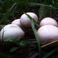 Fermă de ciuperci din regiunea Kaluga