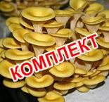 Fermă de ciuperci din regiunea Kaluga