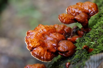 Ciuperca Reishi de la aplicarea cancerului în oncologie