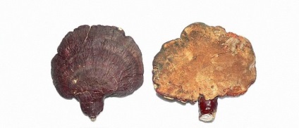 Ciuperca Reishi, aplicație în oncologie