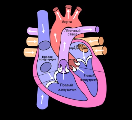 Heart Attack Simptome și tratament