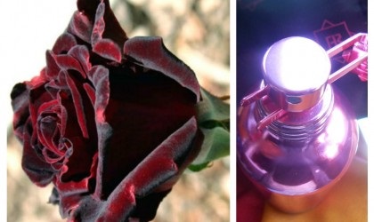 Trandafiri roșii intense, montale - cel mai frumos trandafir, cosmice, de neegalat, parfumerie de nișă și