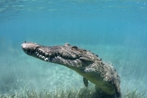 Informații interesante despre crocodili