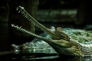 Informații interesante despre crocodili