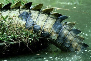 Informații interesante despre crocodili