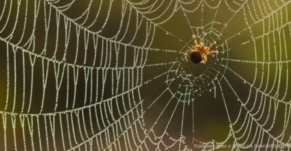 Invenții care au venit din natură «știri în fotografie