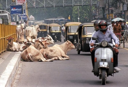 Cum vacile fără adăpost au devenit o problemă în India, kykyryzo