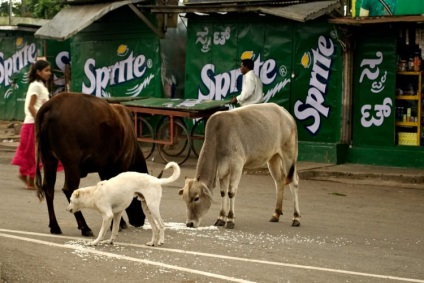 Cum vacile fără adăpost au devenit o problemă în India, kykyryzo