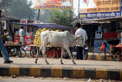 Cum vacile fără adăpost au devenit o problemă în India, kykyryzo