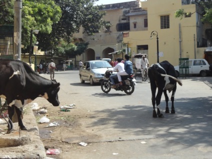 Cum vacile fără adăpost au devenit o problemă în India, kykyryzo