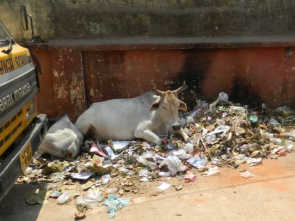 Cum vacile fără adăpost au devenit o problemă în India, kykyryzo