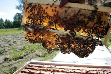 Cum se extrage mierea din faguri