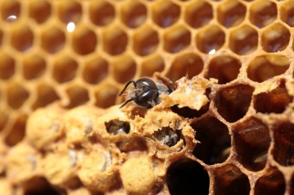 Cum se extrage mierea din faguri