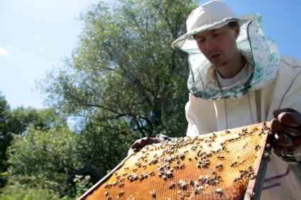 Hogyan nyeri a mézet a méhsejtekből?